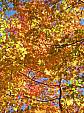 03_Fall canopy.JPG